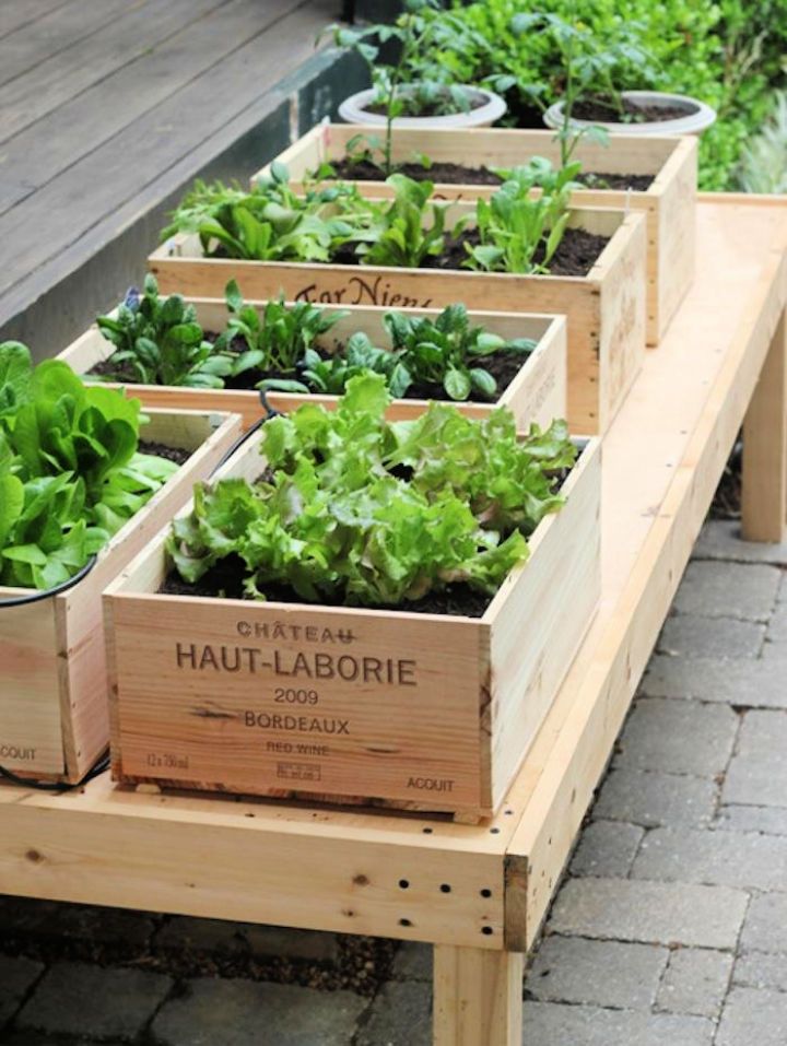 Small Saving Vegetable Garden