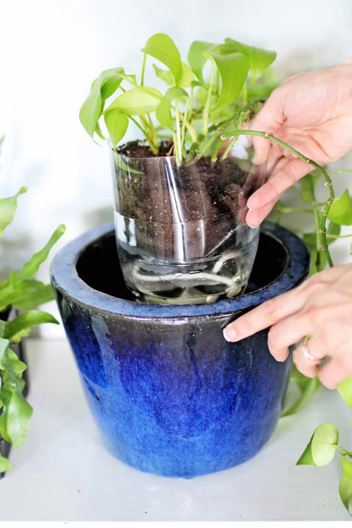 DIY self watering milk jug