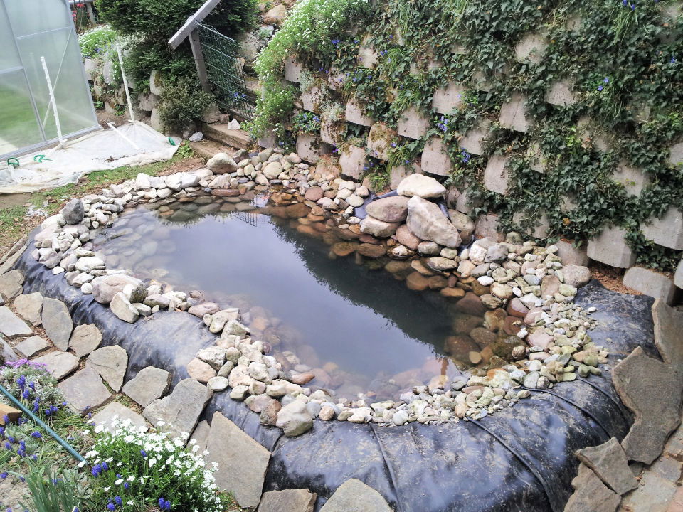 15 Koi Pond Ideas for Your Backyard Oasis