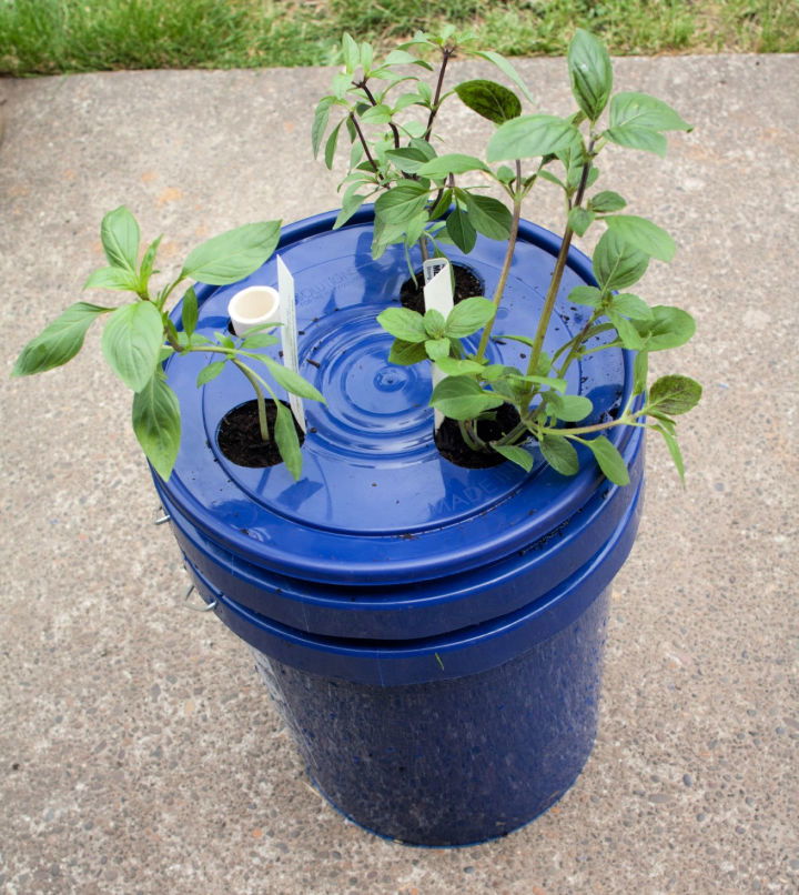 https://images.suite101.com/wp-content/uploads/2020/05/Self-Watering-Basil-Planter.jpg