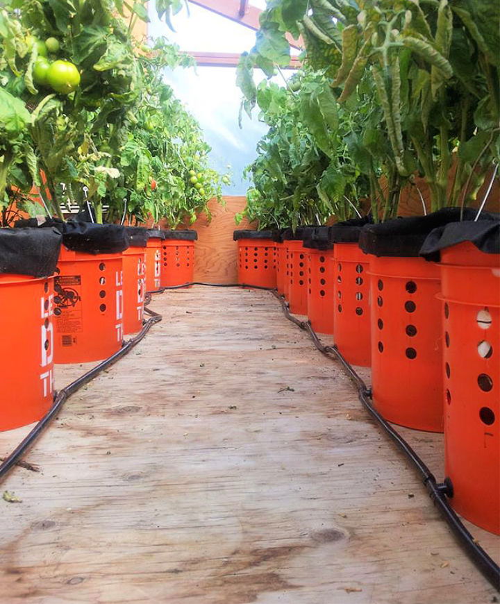 Self Watering Buckets Tomato Planter