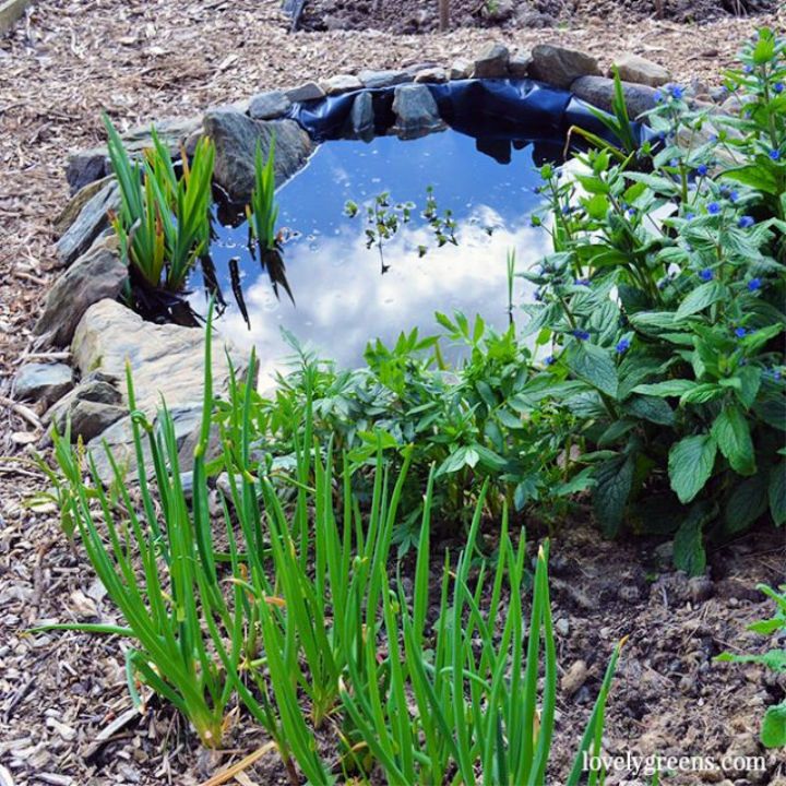 Small Pond for the Garden