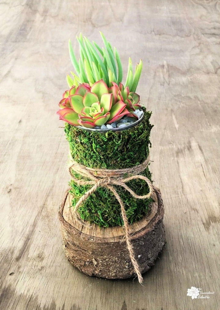 Tin Can Succulent Planter