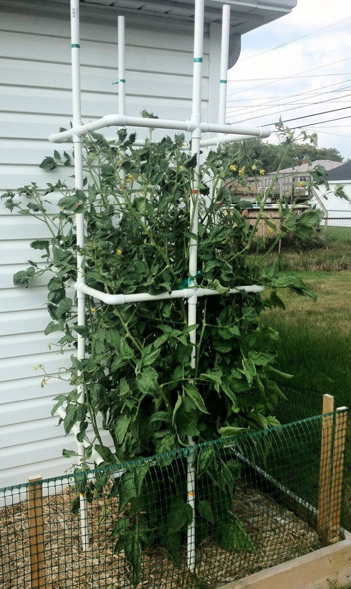 Tomato Plant Cage Out of PVC Pipe