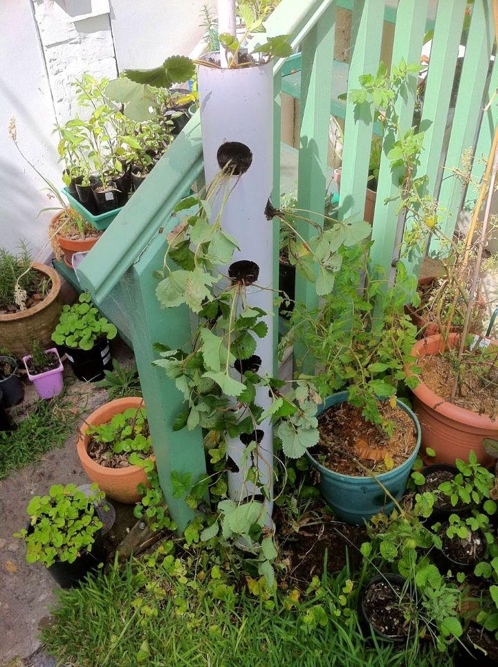 Vertical Strawberry Tube Planter