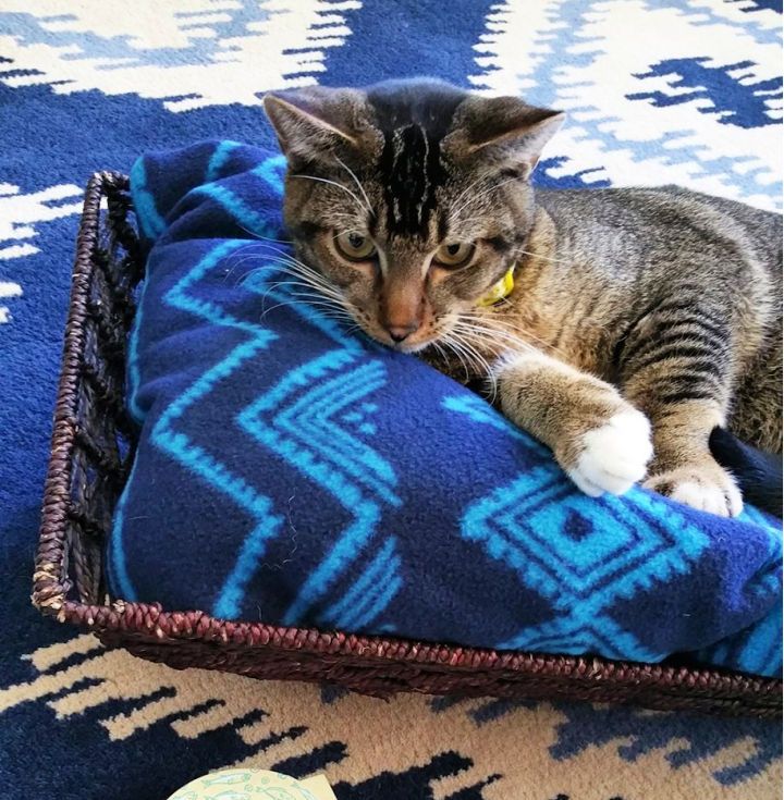Create a Cat Bed in a Basket
