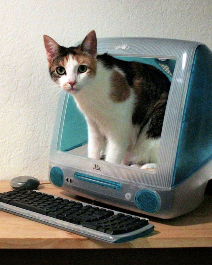 Easy DIY Imac Cat Bed