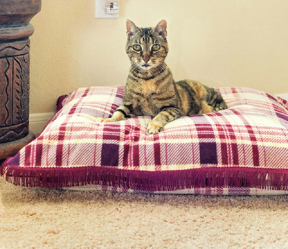 DIY Old Pillow to Cat Bed