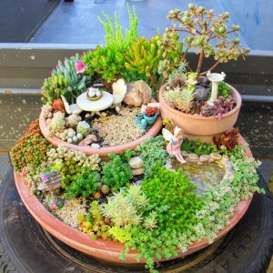 DIY Succulent Fairy Garden