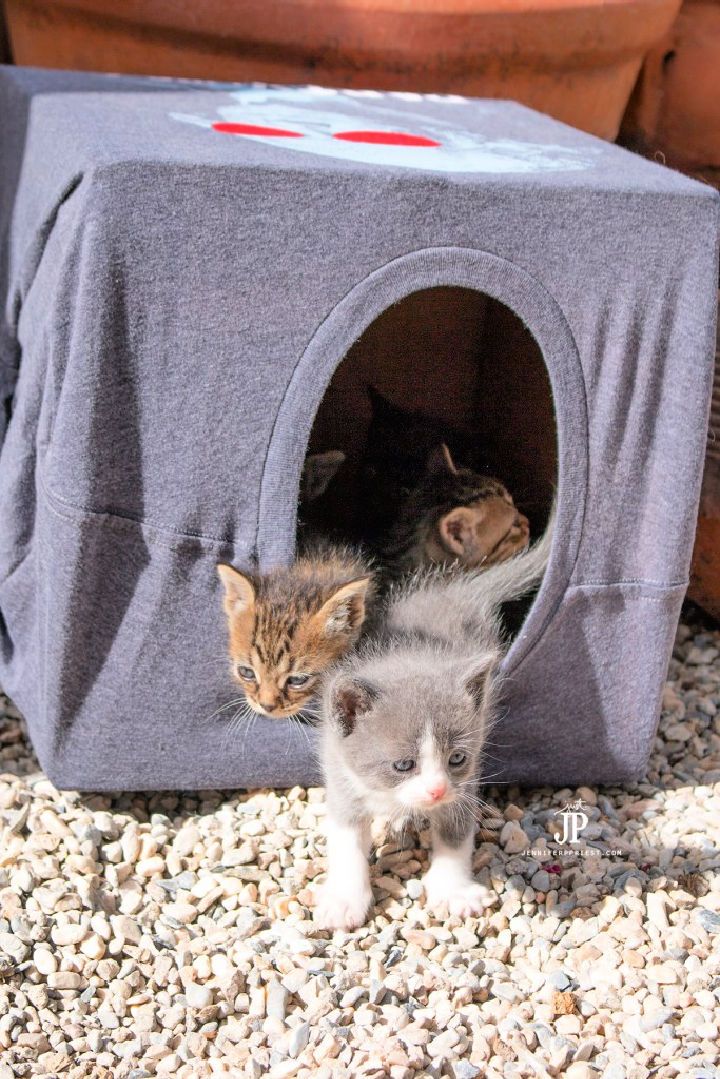How to Make a Cat House