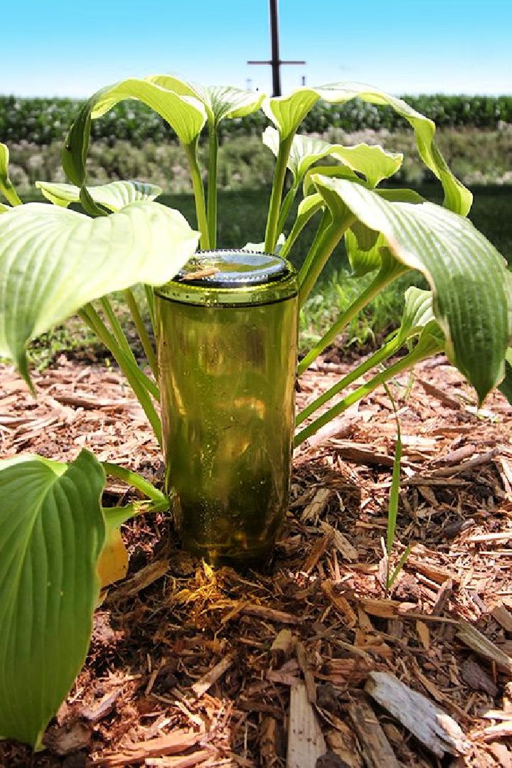 Automatic Plant Waterer Using Bottle