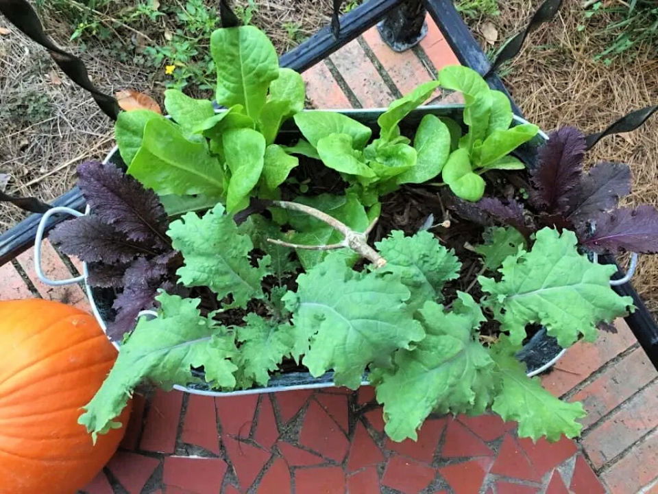 Self watering Planter Using Rubbermaid Tubs