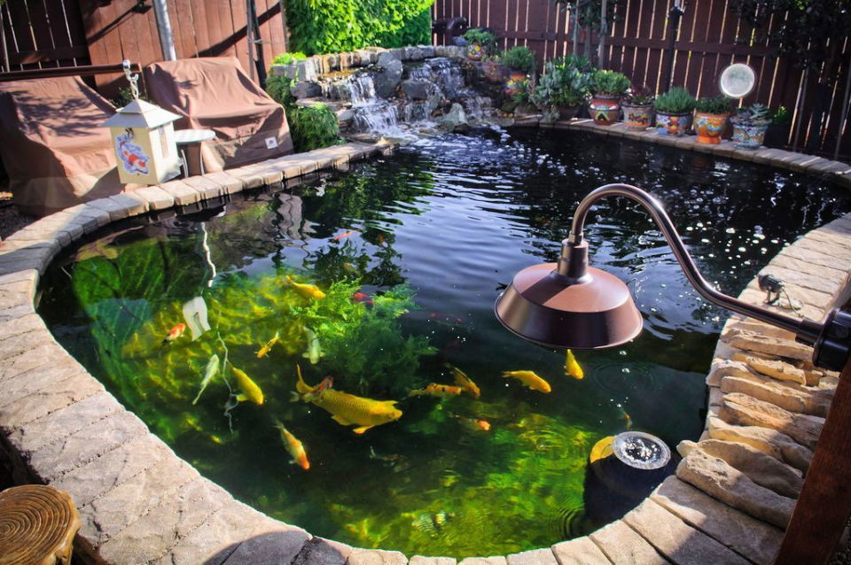 4000 Gallon Koi Pond