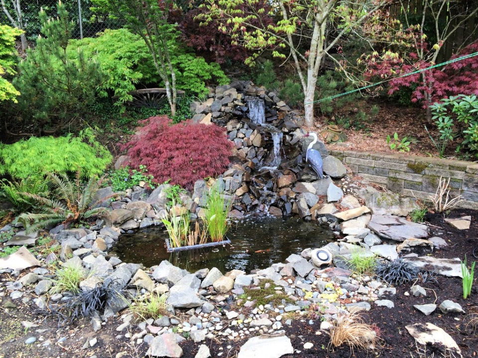 Backyard Pond and Waterfall