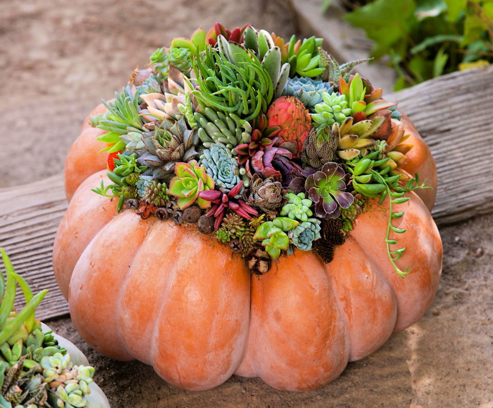 DIY Succulent Pumpkin Centerpiece