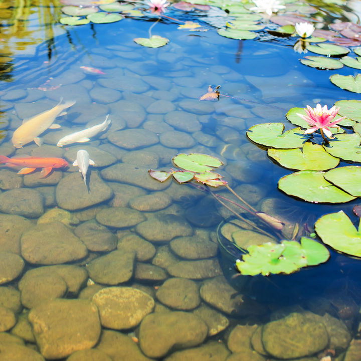 How I built a 4,000 gallon Koi Pond,' DIY fishpond project (photos) - Boing  Boing