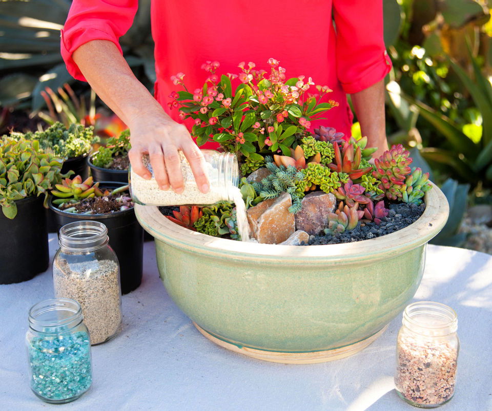 Mini Succulent Container Garden