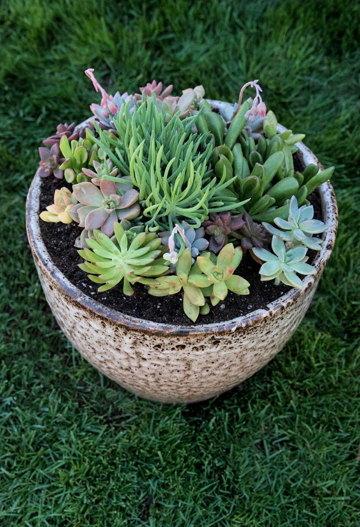 25 DIY Succulent Planter Ideas for Indoor and Outdoor