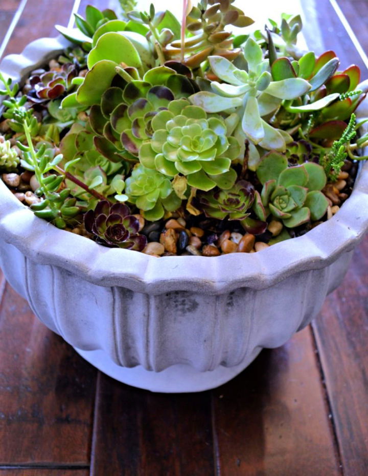 Succulent Container Garden