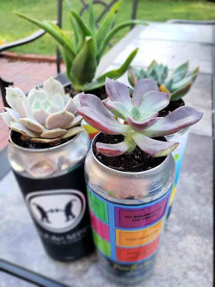 Succulent Planter from Beer Cans