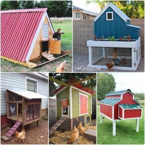 Free DIY Chicken Coop Plans and Ideas
