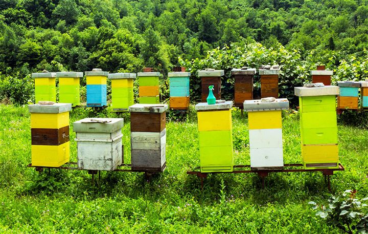 Building Your Own Bee Hive