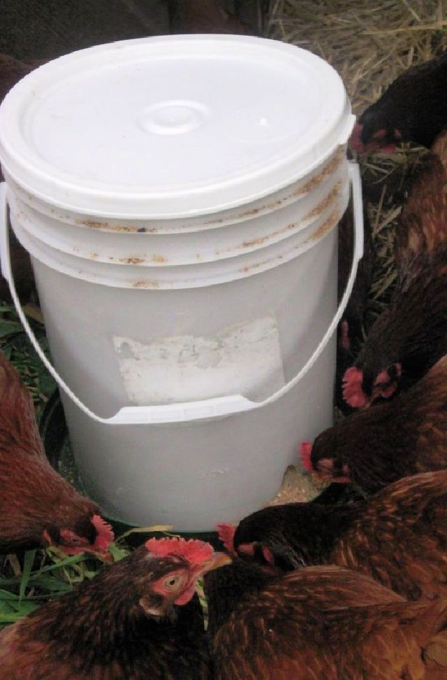 5 Gallon Bucket Chicken Feeder