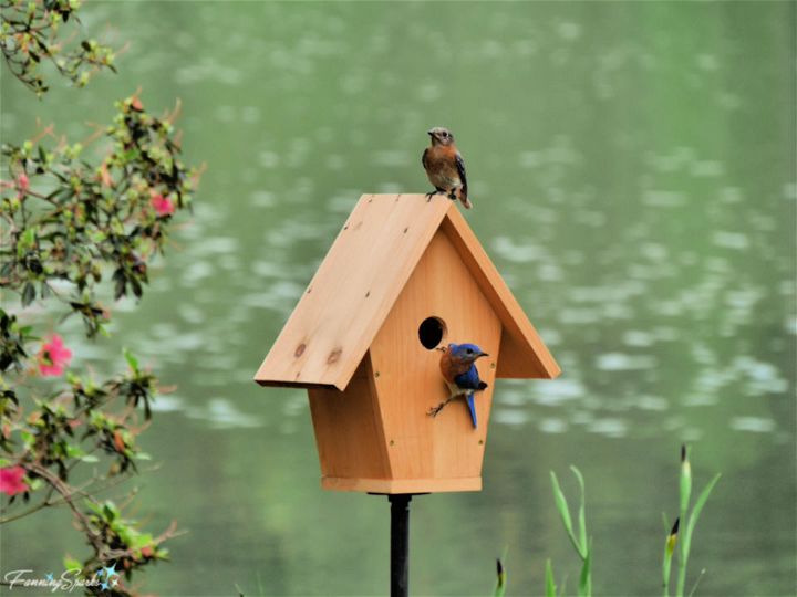 Homemade Bird House