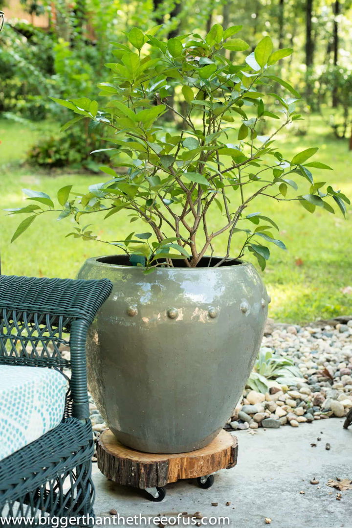 Tree Stump Plant Stand