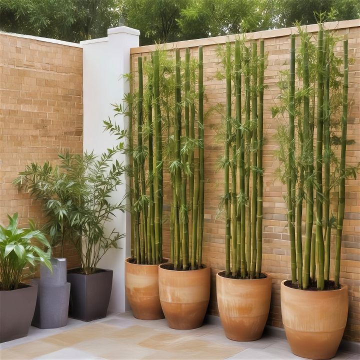 stylish potted bamboo screens