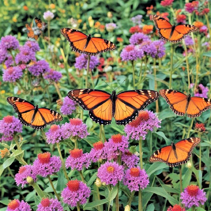 delightful butterfly bonanza for garden