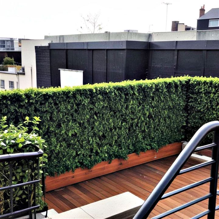 hedges balcony privacy
