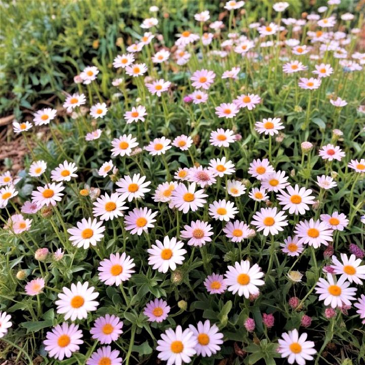 wildflower lawn alternative for pollinators