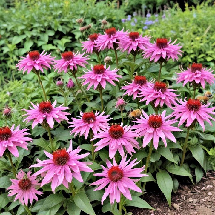 bee balm for perennial flower bed