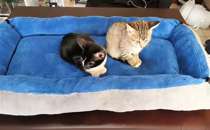 how to make a cat bed at home