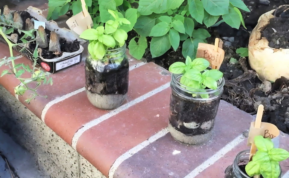 making a mason jar herb garden