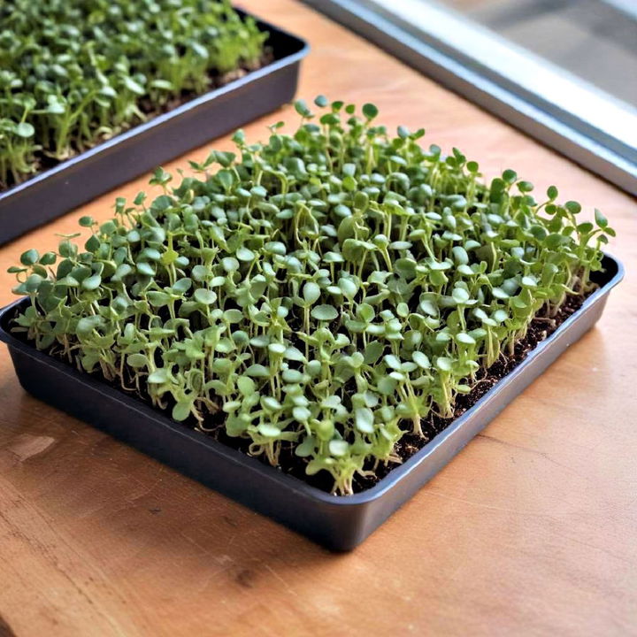 microgreens trays for garden