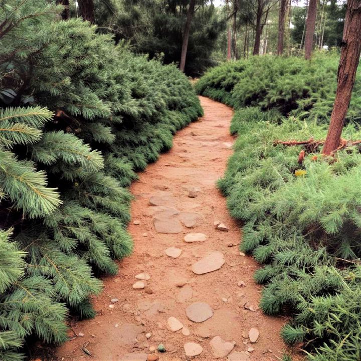 pine needle path for home garden