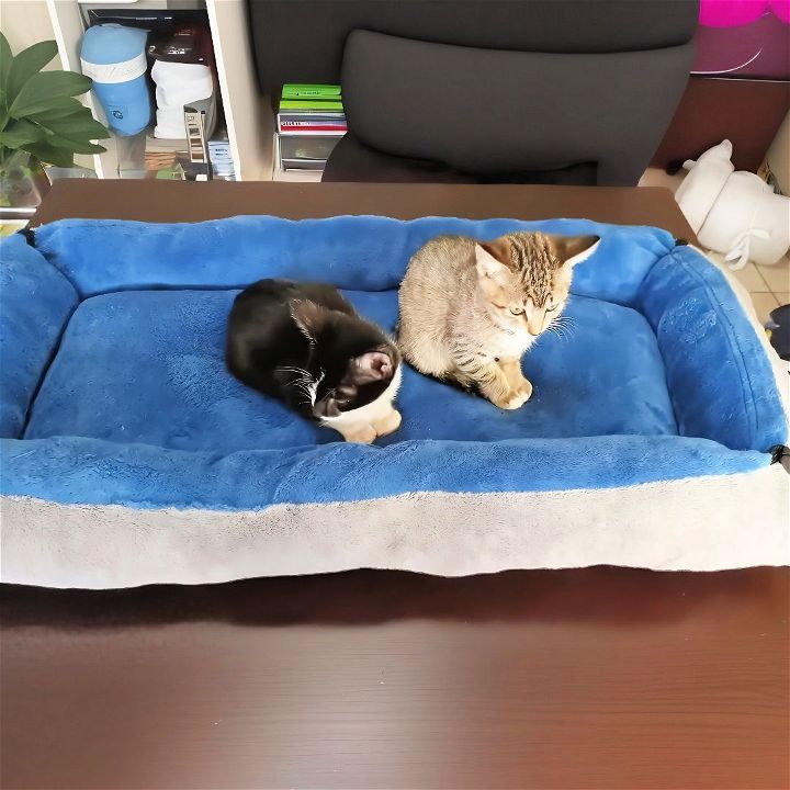 quick and easy diy cat bed for beginners