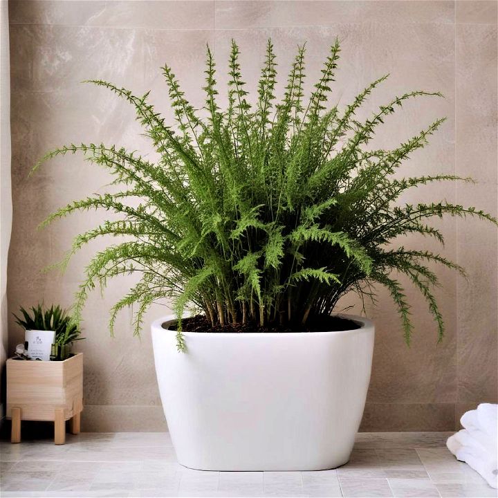 asparagus fern plant for bathroom