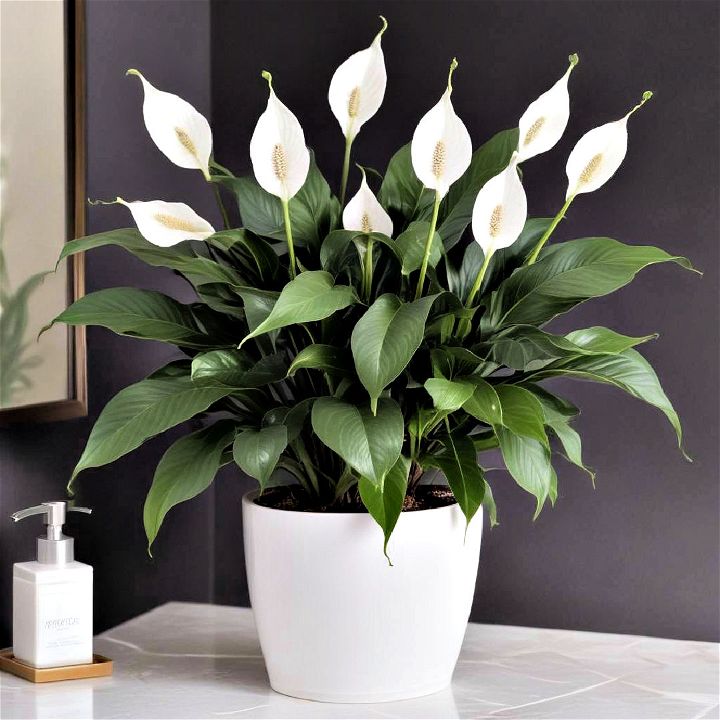 beautiful peace lily plants