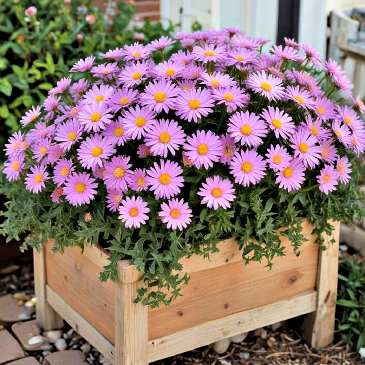 beauty resilient asters