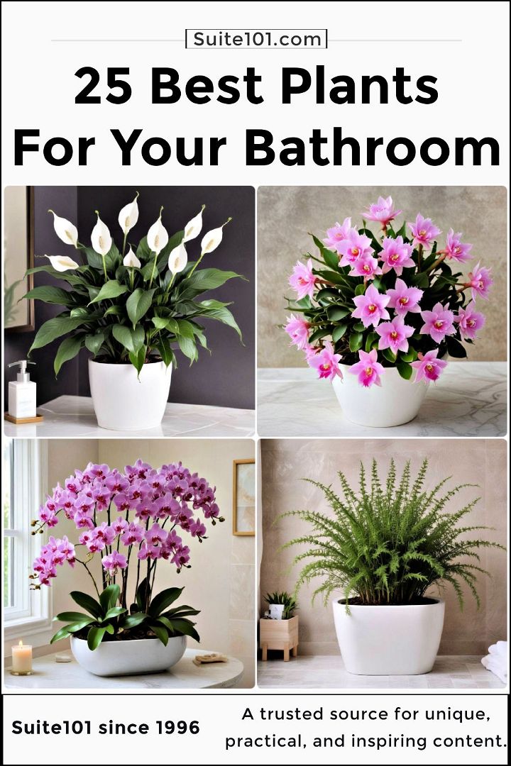 best plants for bathroom