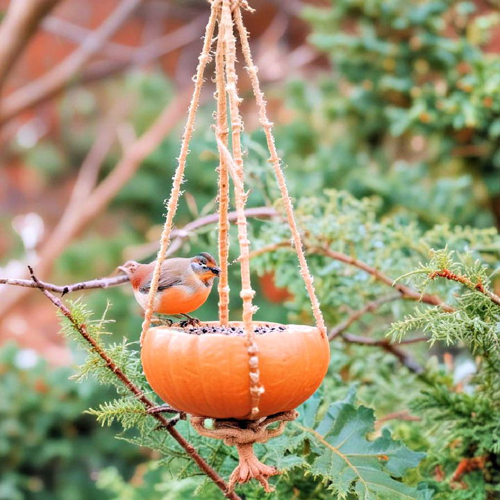 charming pumpkin bird feeders