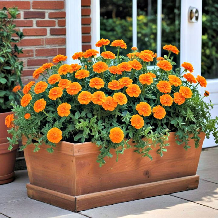 rich marigolds fall flower box