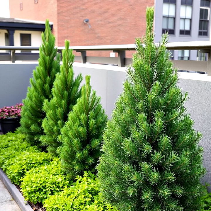 dwarf pines for urban garden